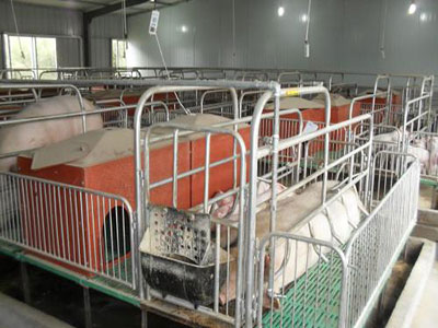 Animal Husbandry Equipment