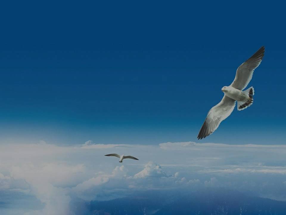 Two seagulls are flying in the blue sky, mission statement words on the picture.