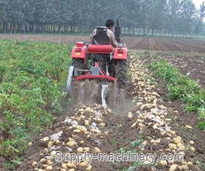 Potato Harvester